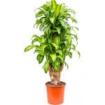 Dracaena massangeana XXXL kamerplant