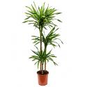 Dracaena riki M kamerplant