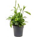 Dracaena surculosa M2 kamerplant