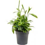 Dracaena surculosa M2 kamerplant