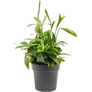 Dracaena surculosa M2 kamerplant