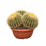 Echinocactus grusonii trio kamerplant