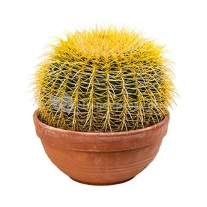 Echinocactus grusonii M kamerplant