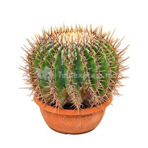 Echinocactus cactus ingens M kamerplant