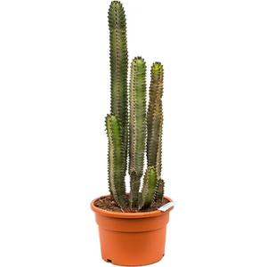 Euphorbia cactus canariensis M kamerplant