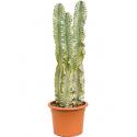 Euphorbia cactus ingens marmorata toef kamerplant