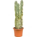 Euphorbia cactus ingens marmorata toef kamerplant