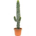 Euphorbia cactus ingens marmorata vertakt S kamerplant