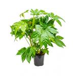 Vingerplant Fatsia japonica S kamerplant