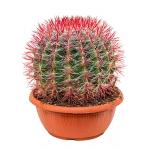 Ferocactus stainesii L kamerplant