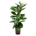 Ficus cyathistipula 2pp M hydrocultuur plant