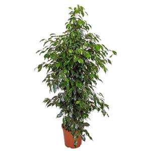 Ficus danielle M kamerplant