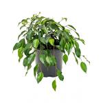 Ficus danielle S kamerplant