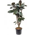 Ficus elastica abidjan vertakt kamerplant