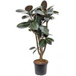 Ficus elastica abidjan vertakt kamerplant