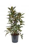 Ficus elastica melany kamerplant