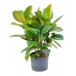 Ficus elastica robusta bush hydrocultuur plant