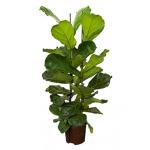 Ficus lyrata 2pp S hydrocultuur plant