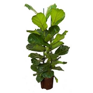 Ficus lyrata 2pp S hydrocultuur plant