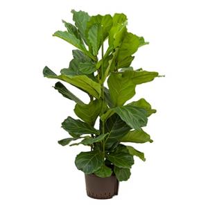 Ficus lyrata 3pp S hydrocultuur plant