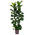 Ficus lyrata bambino 2pp hydrocultuur plant