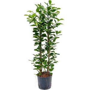 Ficus moclame 2pp hydrocultuur plant