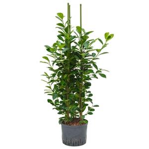 Ficus moclame 3pp M hydrocultuur plant