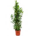 Ficus moclame L kamerplant