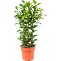 Ficus moclame M kamerplant