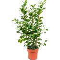 Ficus moclame M2 kamerplant