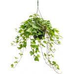 Hedera helix wonder S hangplant