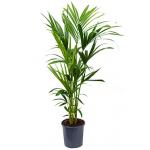 Kentia Palm howea forsteriana 5pp L kamerplant