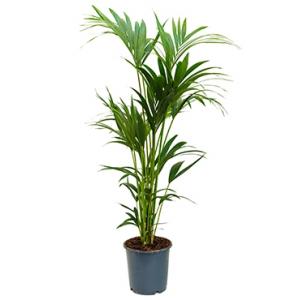 Kentia Palm howea forsteriana 6pp kamerplant