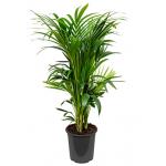 Kentia Palm howea forsteriana 14pp kamerplant