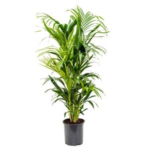 Kentia Palm howea forsteriana 8pp kamerplant