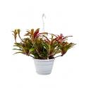 Neoregelia fireball hangplant