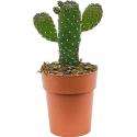 Opuntia cactus consolea XS kamerplant