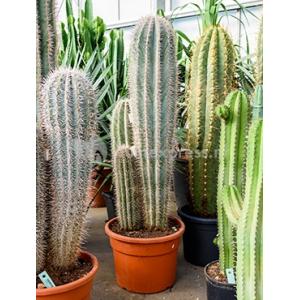 Pachycereus cactus pringlei 3pp kamerplant