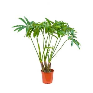 Philodendron fun bun kamerplant