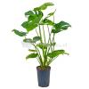 Monstera pertusem S gatenplant hydrocultuur plant