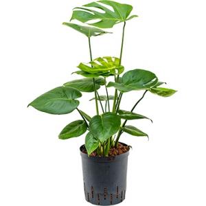 Monstera pertusem M gatenplant hydrocultuur plant