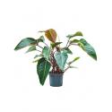 Philodendron red beauty kamerplant