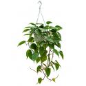 Philodendron scandens S hangplant