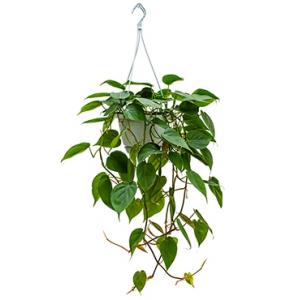 Philodendron scandens S hangplant