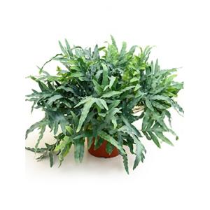 Phlebodium blue star zinkvaren kamerplant