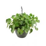 Pilea peperomioides pannenkoekenplant hangplant