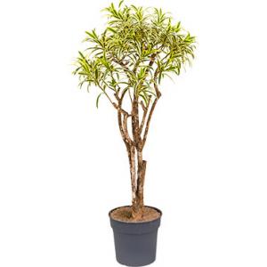 Dracaena Pleomele song of india L kamerplant