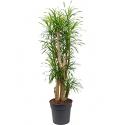 Dracaena Pleomele anita L kamerplant