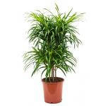 Dracaena Pleomele anita variegata multi M kamerplant