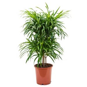 Dracaena Pleomele anita variegata multi M kamerplant